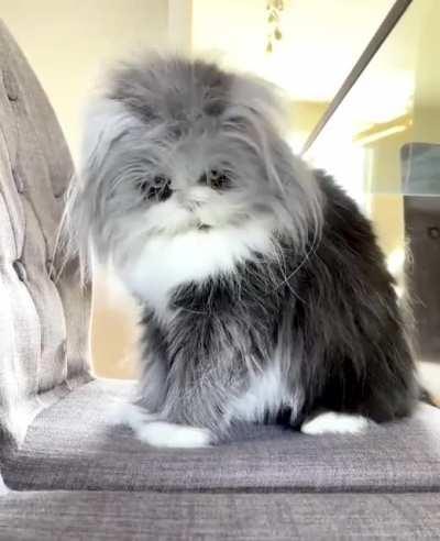 This is Atchoum the Persian and he is so cute just the way he is.