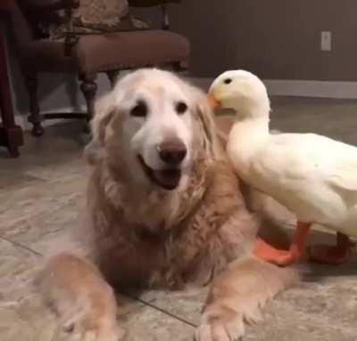 His best friend is a duck.