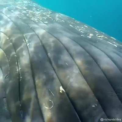 Humpback Whale Up Close