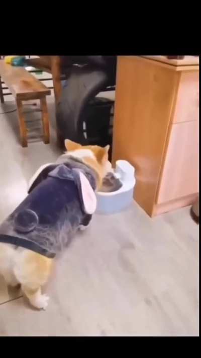 dog takes  a water break mid argument