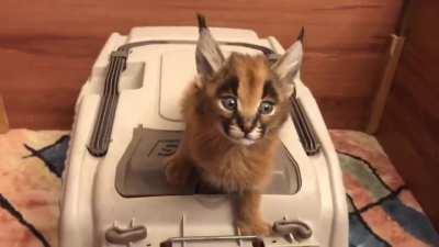 Kittens: Adorable Meow. Caracals: