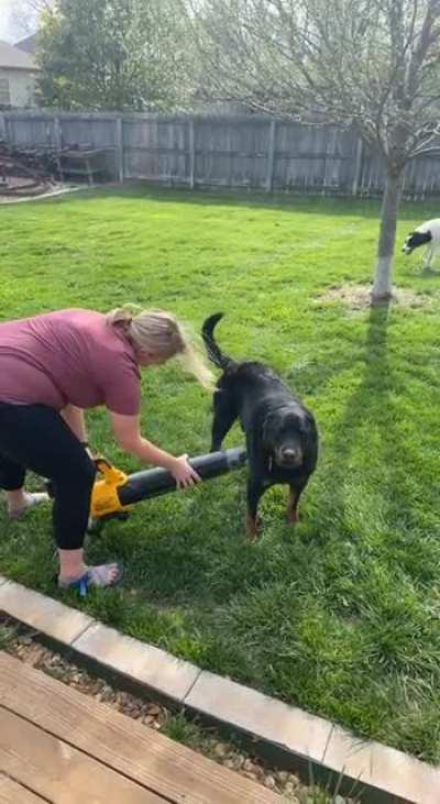 We found a new use for the leaf blower. It’s Samson approved!