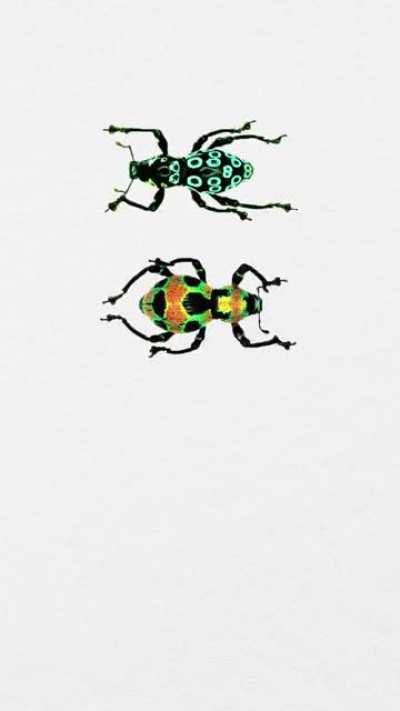 new here - little weevil dance I made