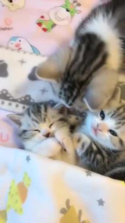 Two little kittens, all tucked in for bed