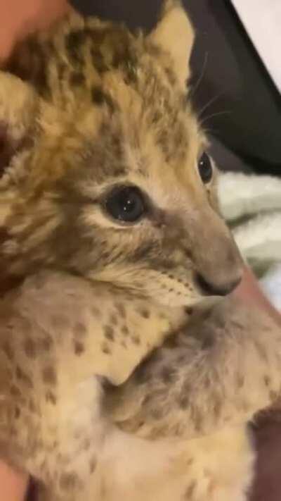 Baby Lion