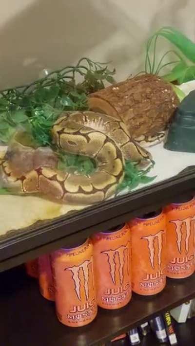 PLEASE HELP!!! This is my brother's snake and I'm very worried about him, he's never done this before as far as I know. Is it an RI? Should I take him to the vet? Spider 2yo