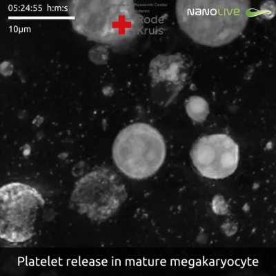 Platelets stop us bleeding to death. This movie shows how platelets are formed.