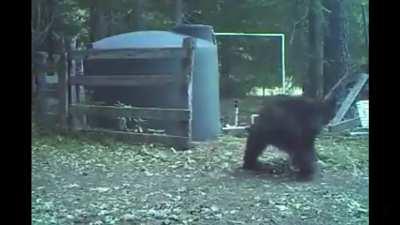 Bear Gets Hit in Nuts While Trying to Destroy Property