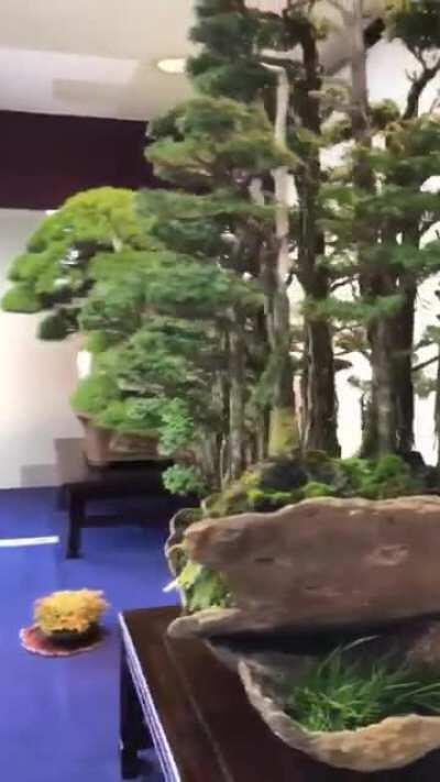 Bonsai forest