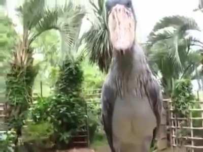 Shoebill Stork sounds like a Predator