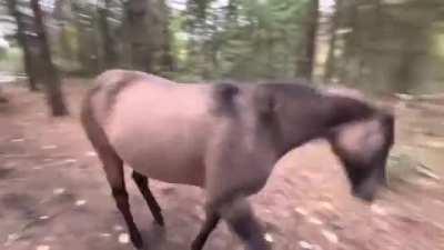 Horse kicks tree, farts on dogs then runs away.