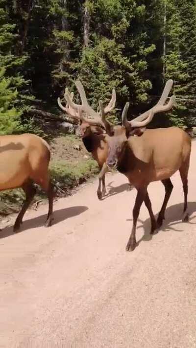 🔥 A herd of Elk passing by in Colorado...