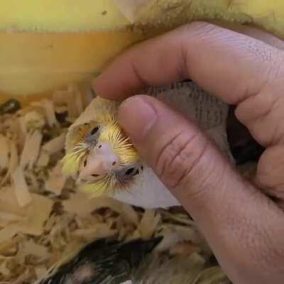 Baby tiels already addicted to scritches, when will they ever learn?