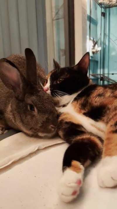 Rocket (cat) & Meatball (bun) are besties. He doesn’t get along with other rabbits but he’ll hang out with cats hahah