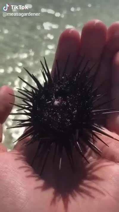 Sea urchins can be very painful and sometimes even dangerous to step on, but are completely harmless if held gently. Minerals reinforcing their five teeth are arranged in a way so that the teeth chip only on one side, effectively sharpening themselves.