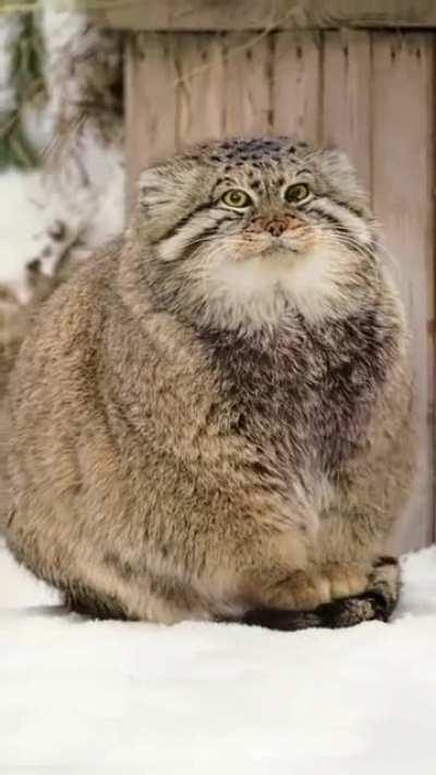 Absolute unit of a Pallas' cat found in Iran