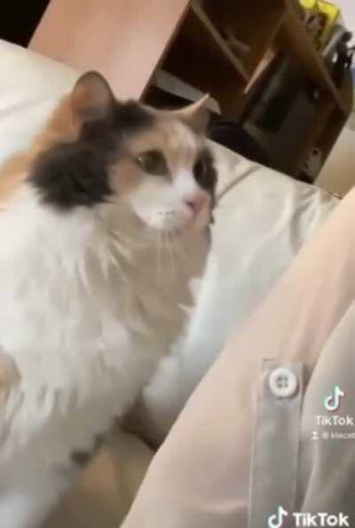 This Cat Bonking her owner for attention is my new favorite thing.