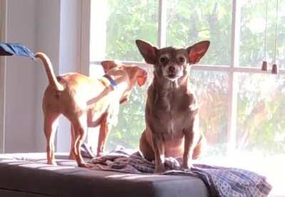 Complaint #157: On day 6, the foster puppy took over my favorite window and the human did nothing.