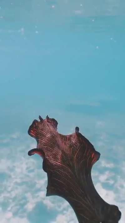 Persian carpet flatworm