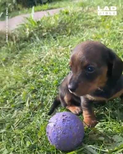 Mum trying to teach her puppy Dachshund to play fetch