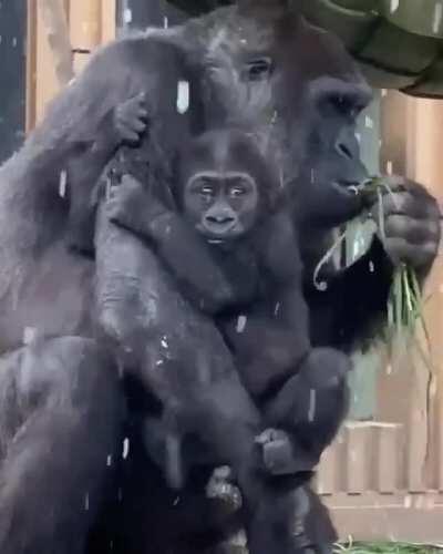 Just a monke and his mom chilling 😊