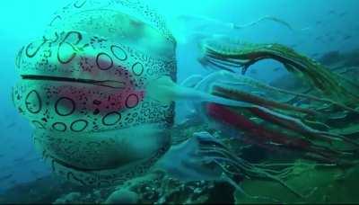 This is the only known footage to exist of the incredibly rare box jellyfish Chirodectes maculatus