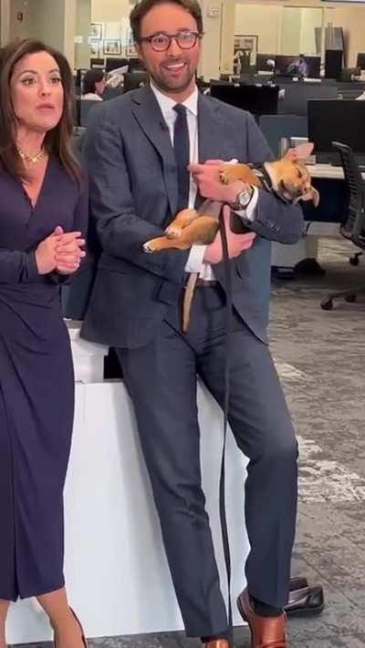 Puppy falls asleep in news anchor’s arms - she’s immediately adopted &amp;amp; others line up to adopt her littermates