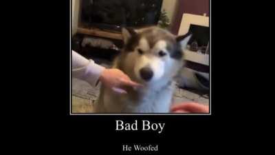 bad boy