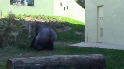 🔥 Gorilla calls his son over to play