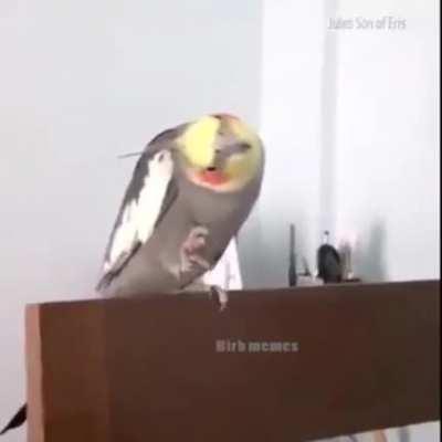 Bird uses the force on poor dog