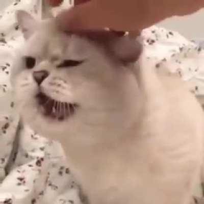 Cat tries to meow while shaking head