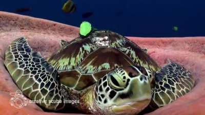 🔥 Green sea turtle snuggles into a sea sponge and lets out a big yawn before a nap.