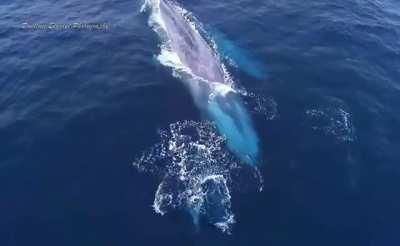 Dolphins swim with a blue whale mom and a calf