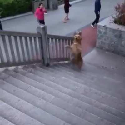 Professor Doggo running late to her astrophysics lecture.