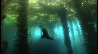 🔥 Underwater algae forest and its magical beastly inhabitants