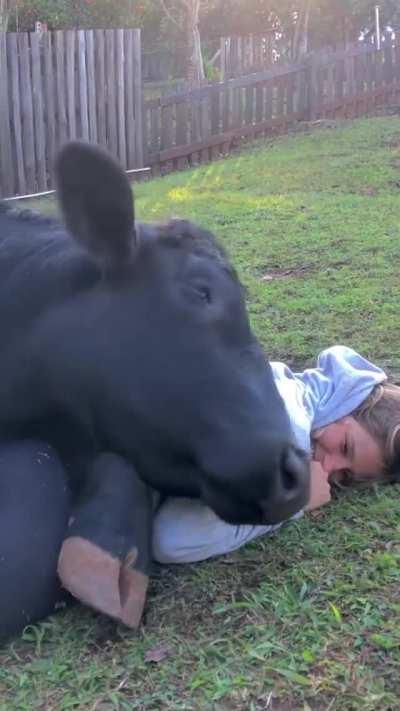 When a cow sees you as their best friend