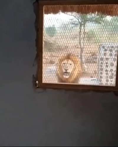 Man wakes up and finds a lion staring at him through his window