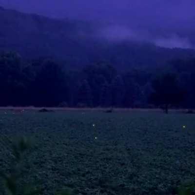 🔥 Fireflies flying