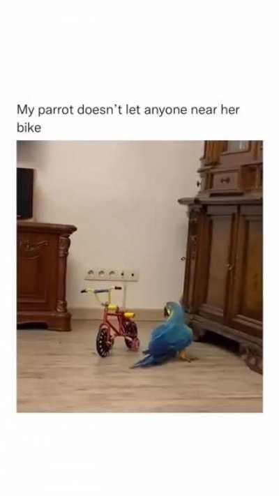 Parrots are built different