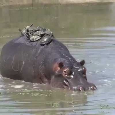 🔥 A nest of turtles resting and sunning themselves on a hippos back.