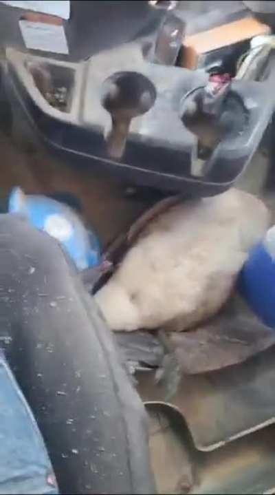 Canada goose goes thru my windshield