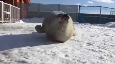 Bouncy fat seal