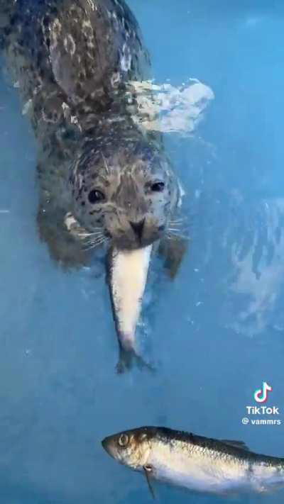 Rescue-rehab-release pup learning how to eat fish