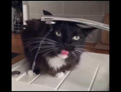 This cat drinking water