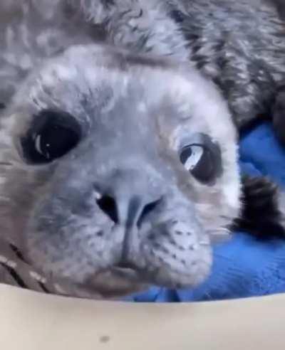 Baby seal