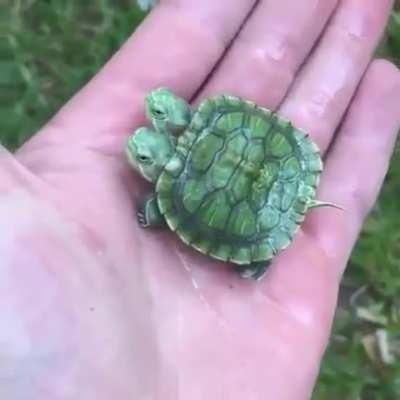 Twin turtles under one shell