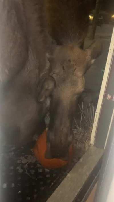 🔥 Two moose fighting over an Alaskan resident’s pumpkin 🔥