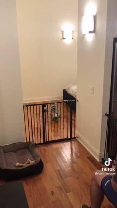 Dog vs Gate