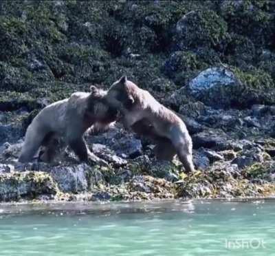 Brown Bears fighting with everything they've got.