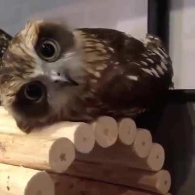 Owl tuckered out